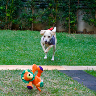 Brinquedo de Pelúcia Lion