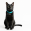 Kit 10 Coleira Para Gato PP